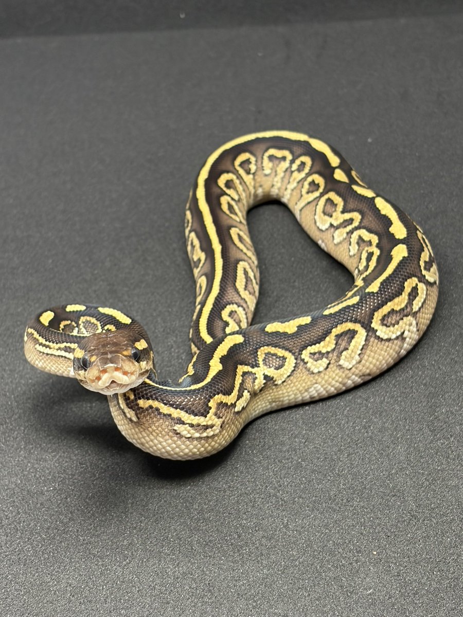 python_bard tweet picture