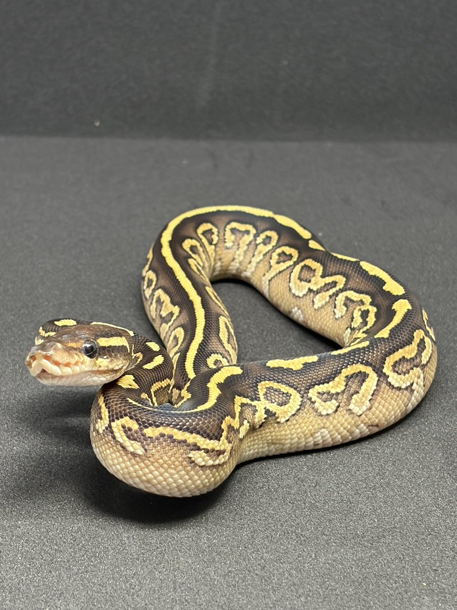 python_bard tweet picture