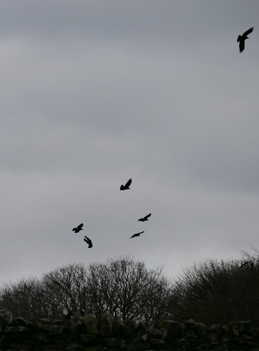 Rooks back and  getting ready to repair last years old nests close by..