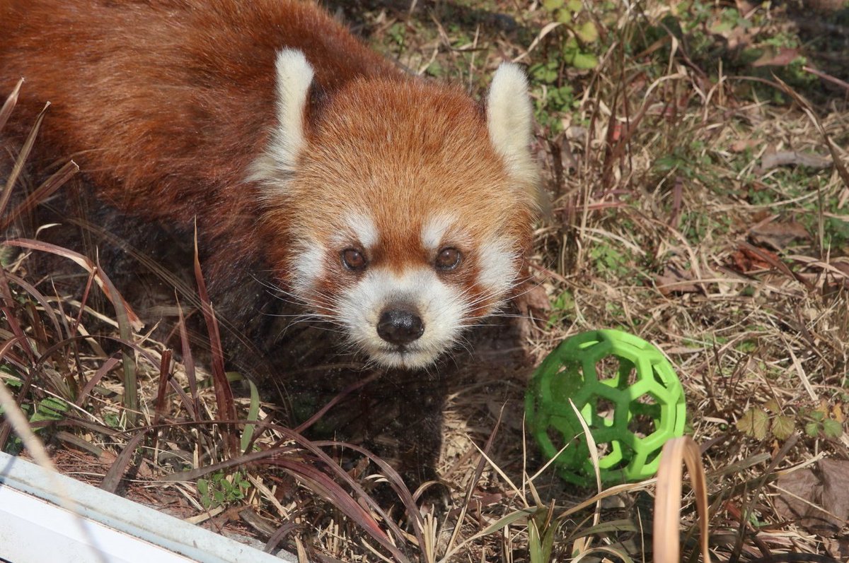 よしみん (@mg7rf_wym) / Posts / X