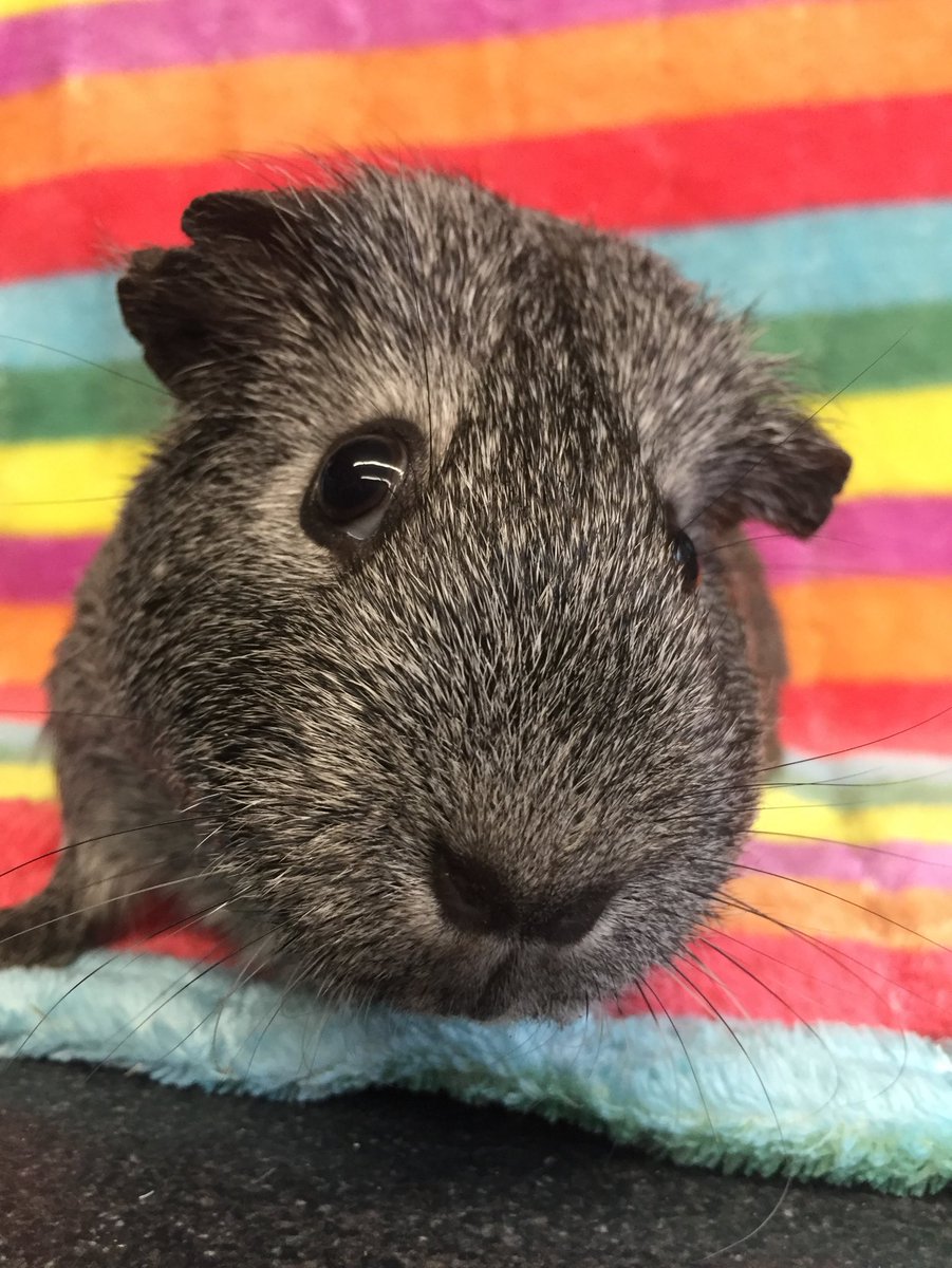 FAQ
How do we cope with the loss of piggies and do we get used to it?
 We don’t get used to it.Truth is sometimes it hits harder than others. We’re not ashamed to cry, have a sit on our memory bench, light a candle or whatever feels right. It matters to us a great deal 🌈❤️