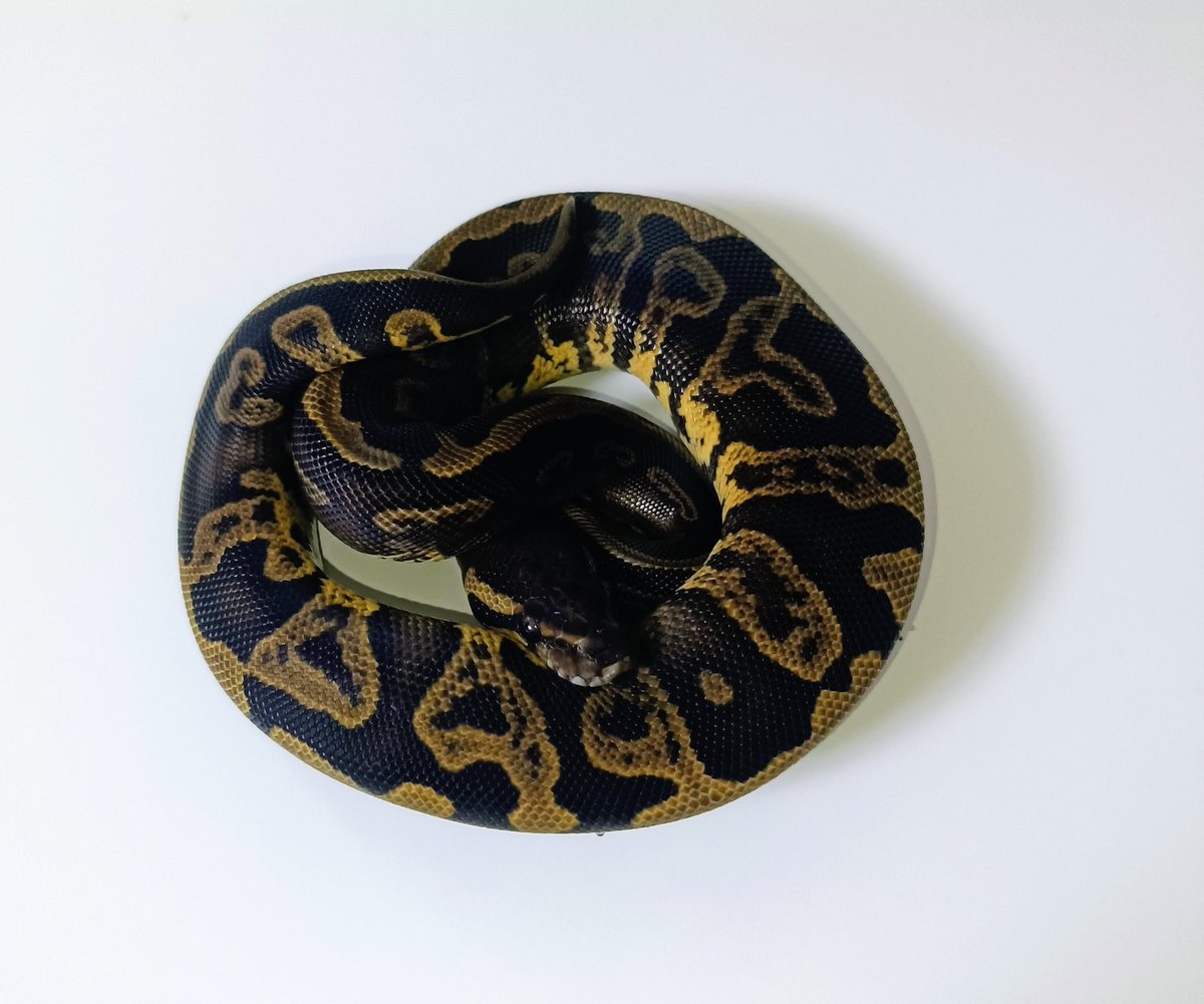 相変わらず写真下手くそ…
GHI acid pdh 50%TSK 50%DG  F

#ボールパイソン
#ballpython