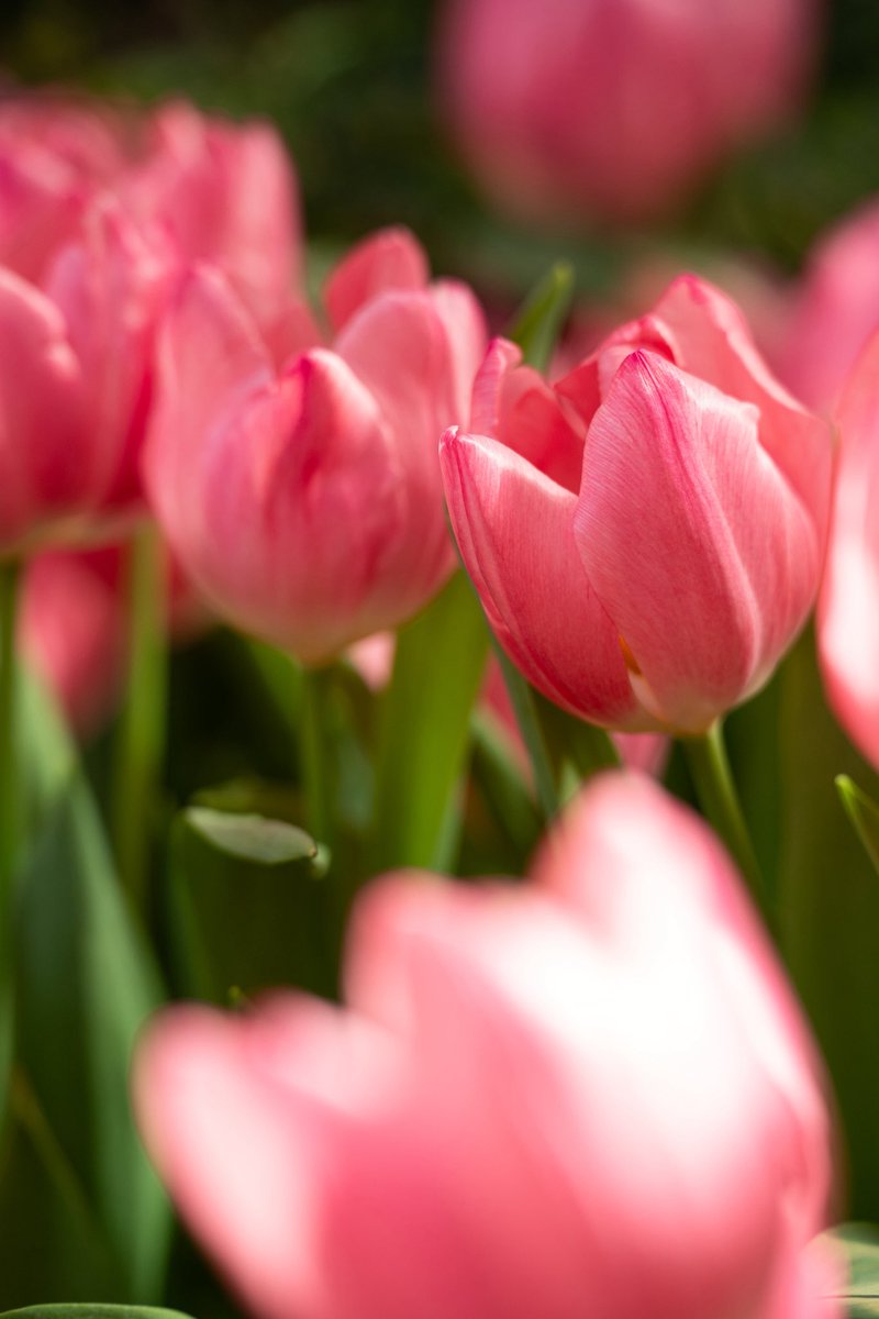 tymphoto_'s tweet photo. きれいだった🌷 https://t.co/3WbYBgT7tP