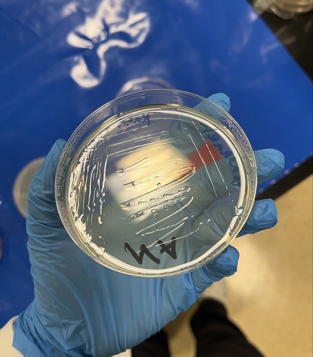 بـشائر 🇸🇦 tweet media