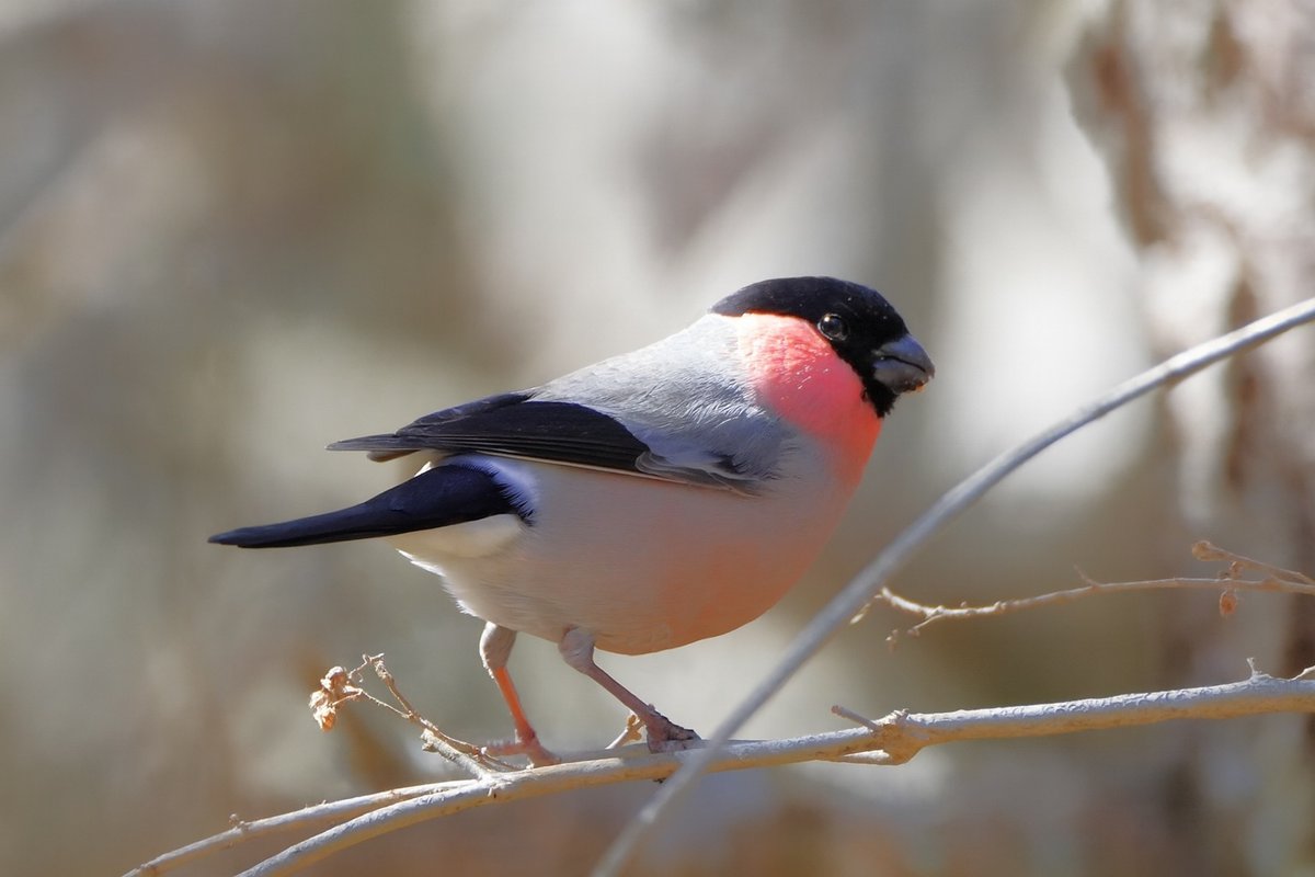 hanadai ocean (@hanadaiocean) / Posts and Replies / X