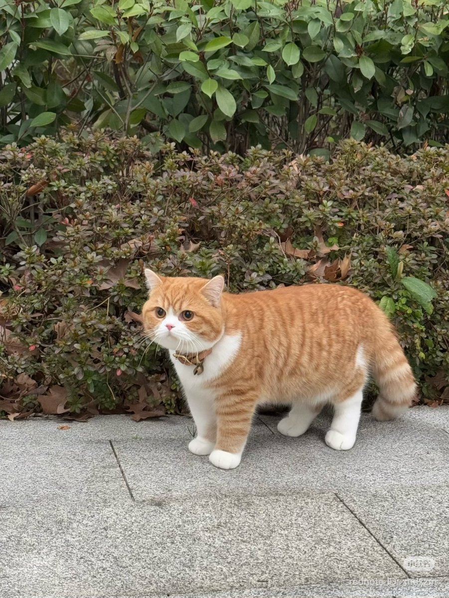 CuteCatsMagic's tweet image. 