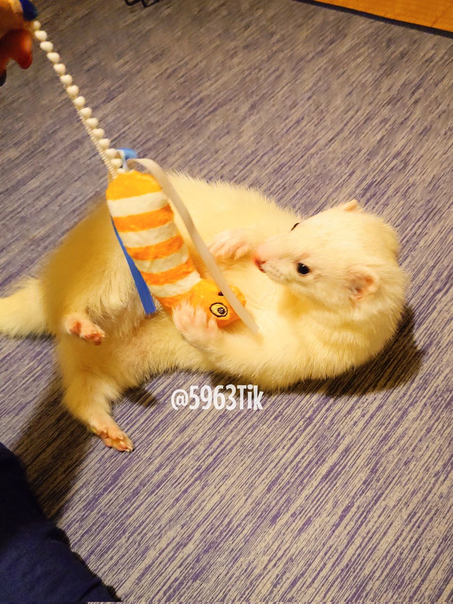 ふじくんはモテ男なのでこの可愛いニシキアナゴを可愛い女子(@uyu0527