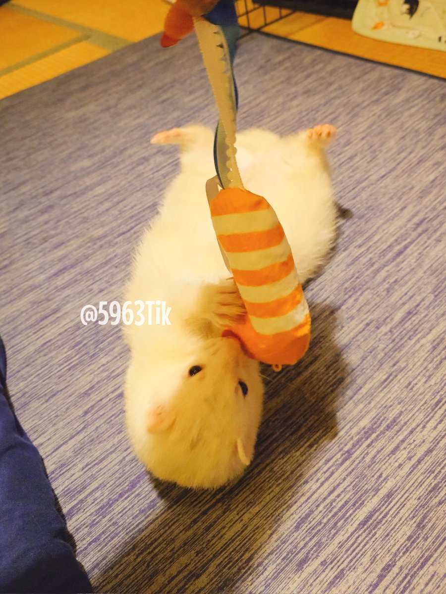 ふじくんはモテ男なのでこの可愛いニシキアナゴを可愛い女子(@uyu0527