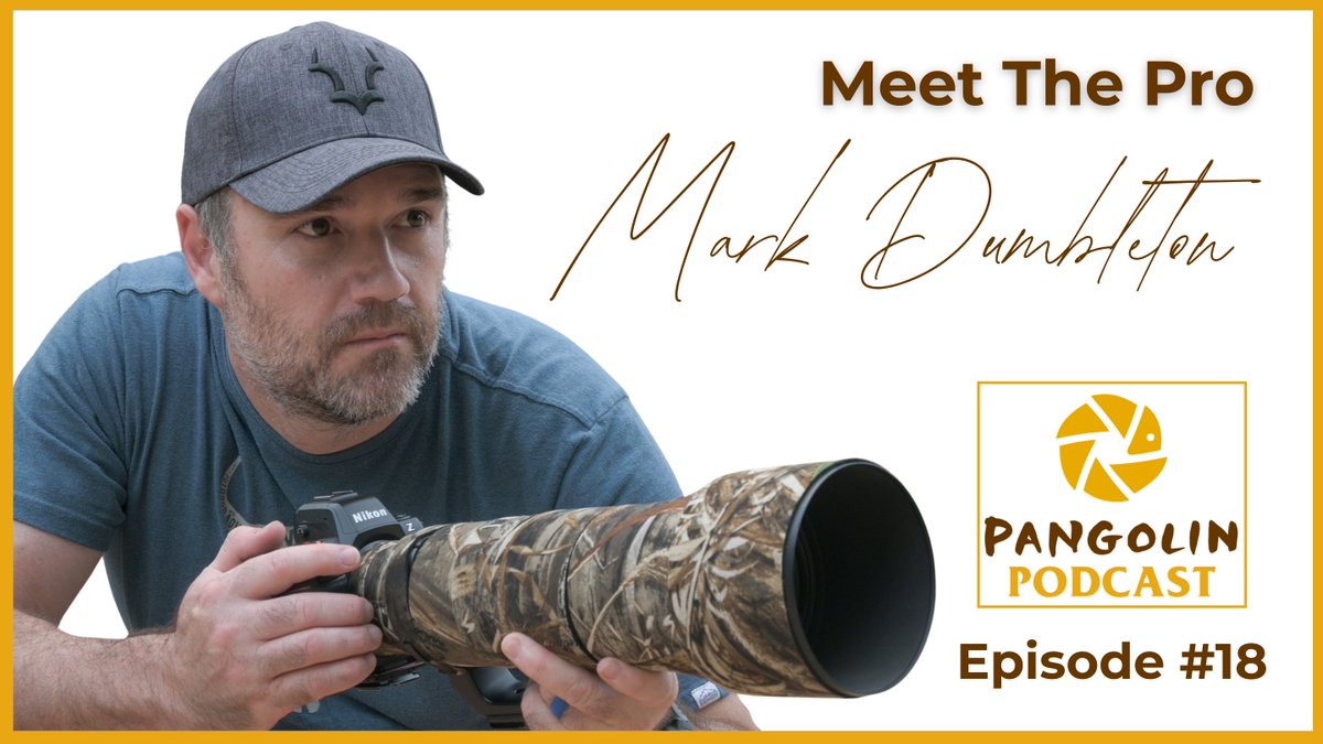 Pangolin Wildlife Photography tweet media