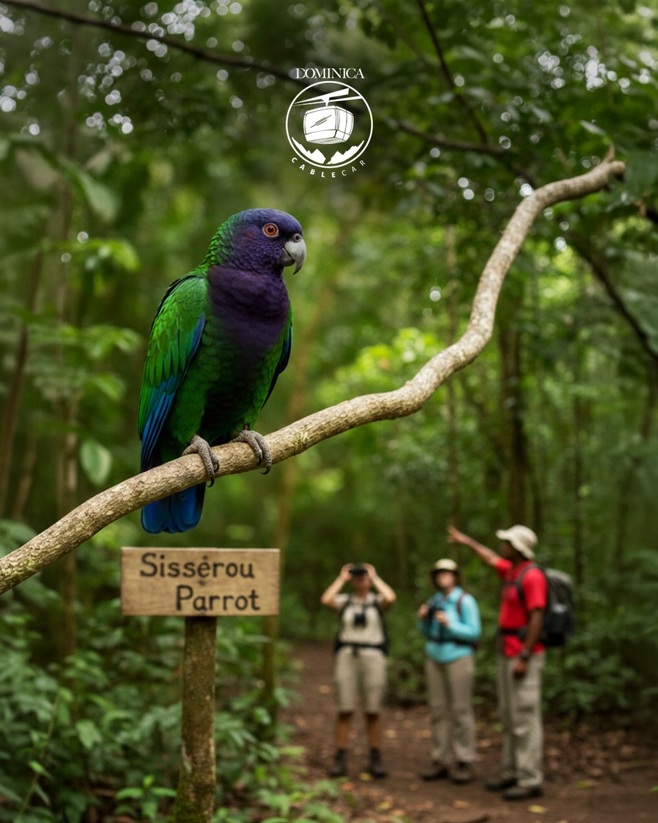 Dominica Cable Car tweet media
