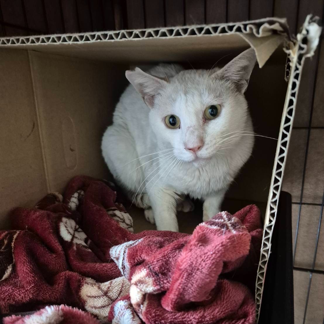 預かりさんちのシロ。 少し前のめりでまだ緊張気味です。 投薬も順調で