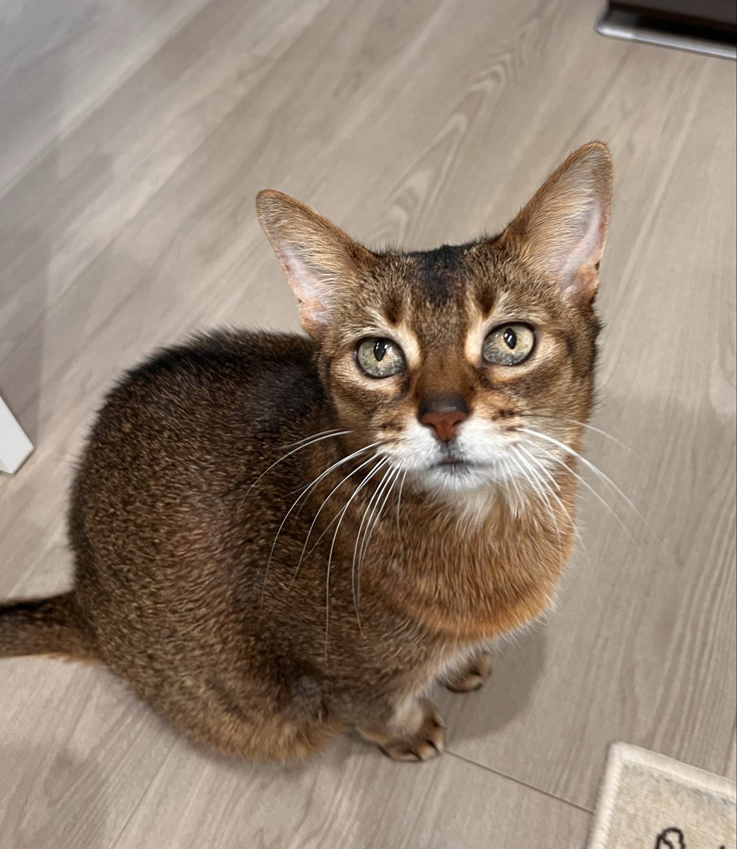 bwhumin01's tweet photo. テーブルのお手入れ、一年ぶり🥹
もっと大事にしてあげないとダメだよ😼
爪痕があったけど犯人は…🧐
#Masterwal https://t.co/D4m9VOPqs9