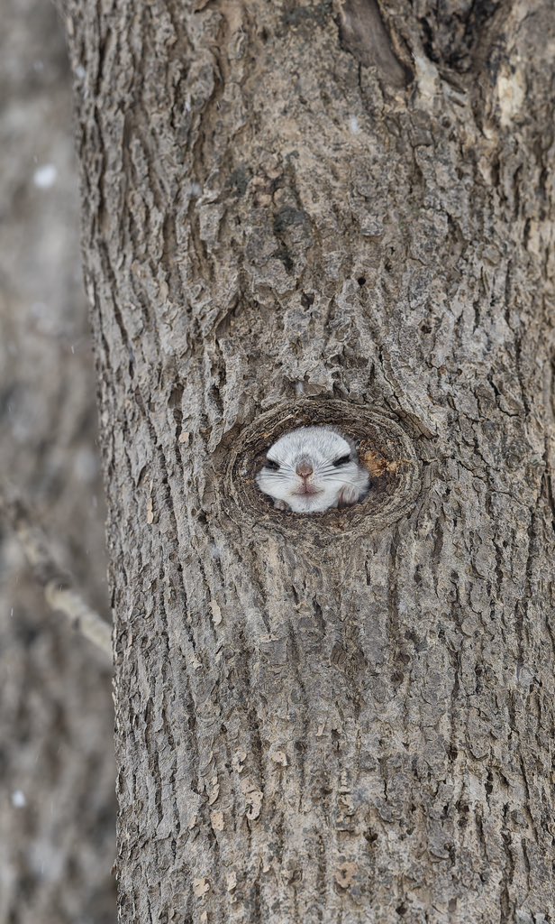 穴モモはやはり可愛い

#モモンガ
#エゾモモンガ
#北海道