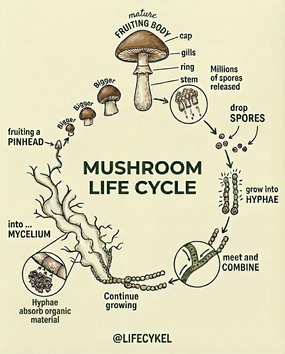 The mushroom life cycle is nature's perfect circle 🍄

Did you know one mushroom can release 16 million spores in 2 days?

#MushroomScience #Fungi