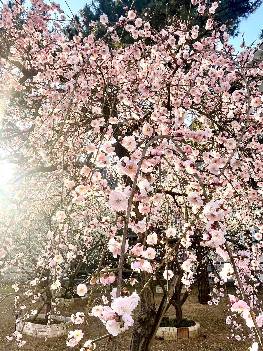 この前通りかかった場所で梅が綺麗に咲いていて、すっごくいい香りで思わず立ち止まってしばらく眺めてしまった　もうすぐ春だね☺️えれんくんの生まれた芽吹きの季節だね
