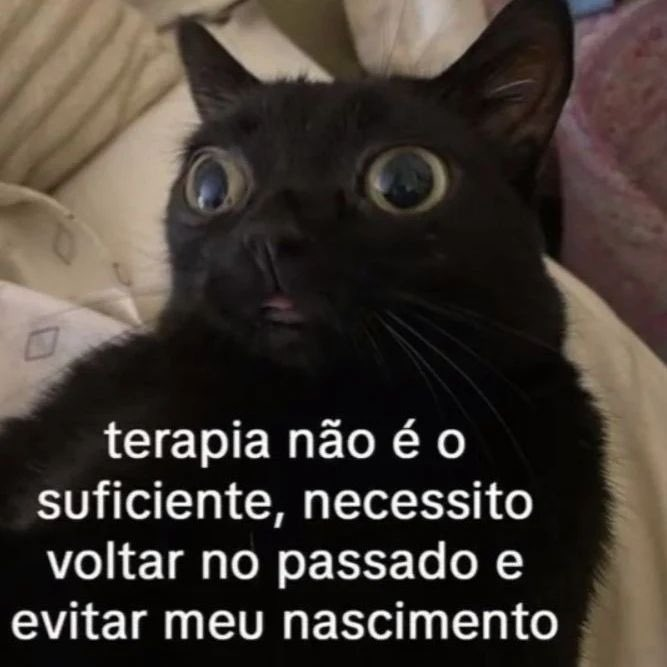 perfil dedicado a gatinhos e peitos tweet media