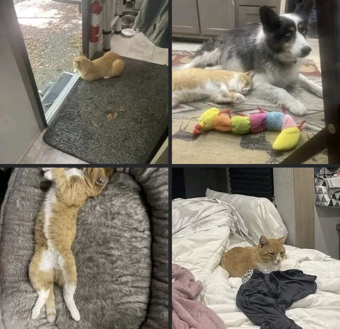 Mr PitBull tweet media