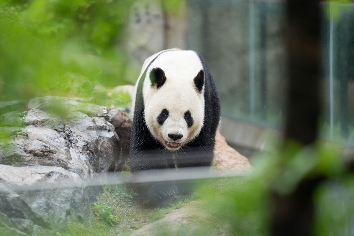 上野ファミリー 😀 2022.04.29 📷 #シャンシャン #シャオシャオ