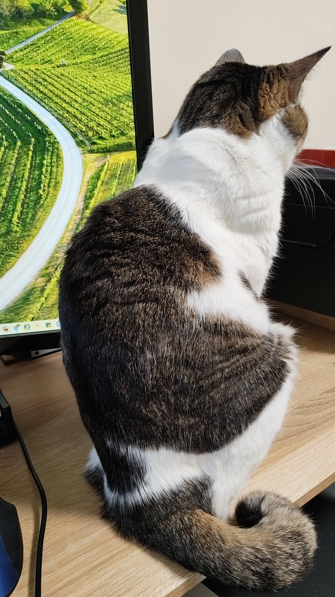 Saki Momiyama　-きなくるみ- 春M3 N-10b tweet media