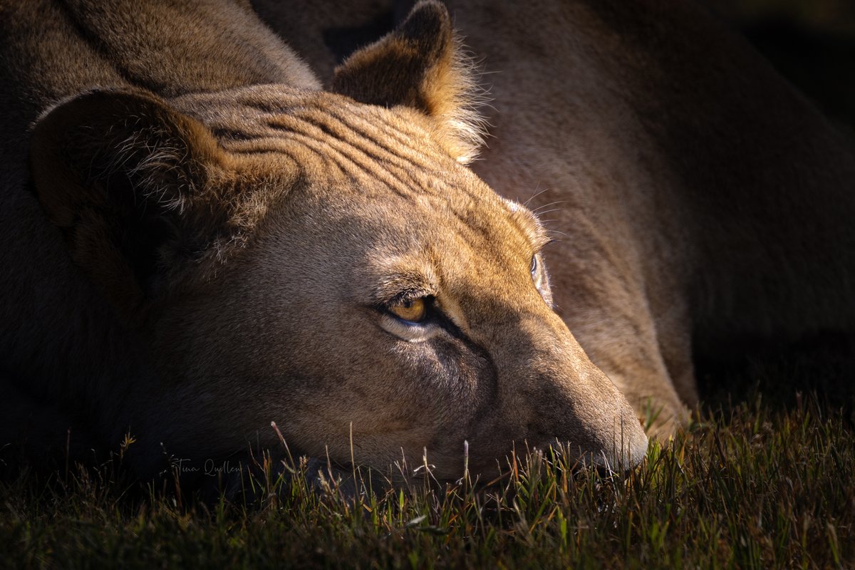 aHeartSoFull's tweet image. Calling all ZOO ANIMALS!
Share or QP your favorite Zoo Animal image.

#lion #lioness #lighting