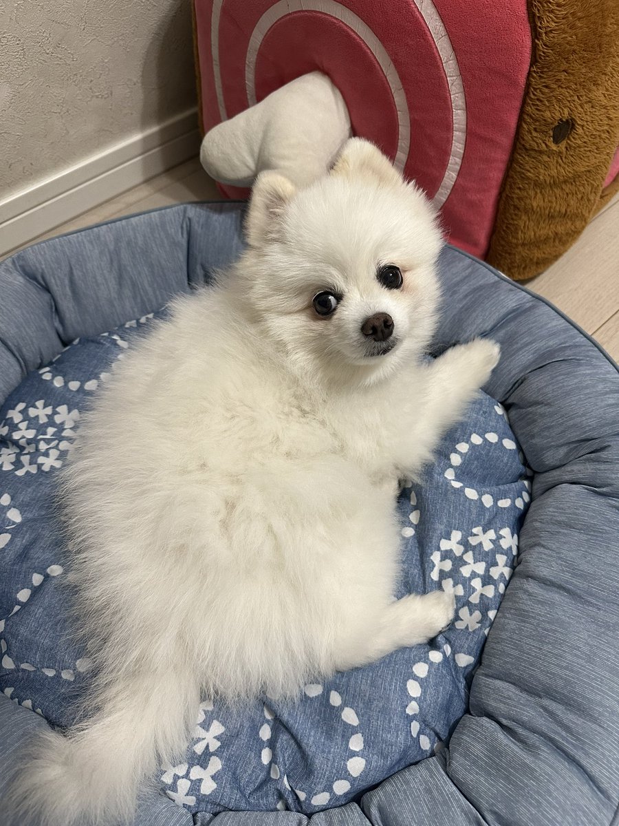 milwoo3's tweet photo. 新しいソファ。丸まりが可愛い
 #pome  #聖域 https://t.co/5m6NGKkZXG