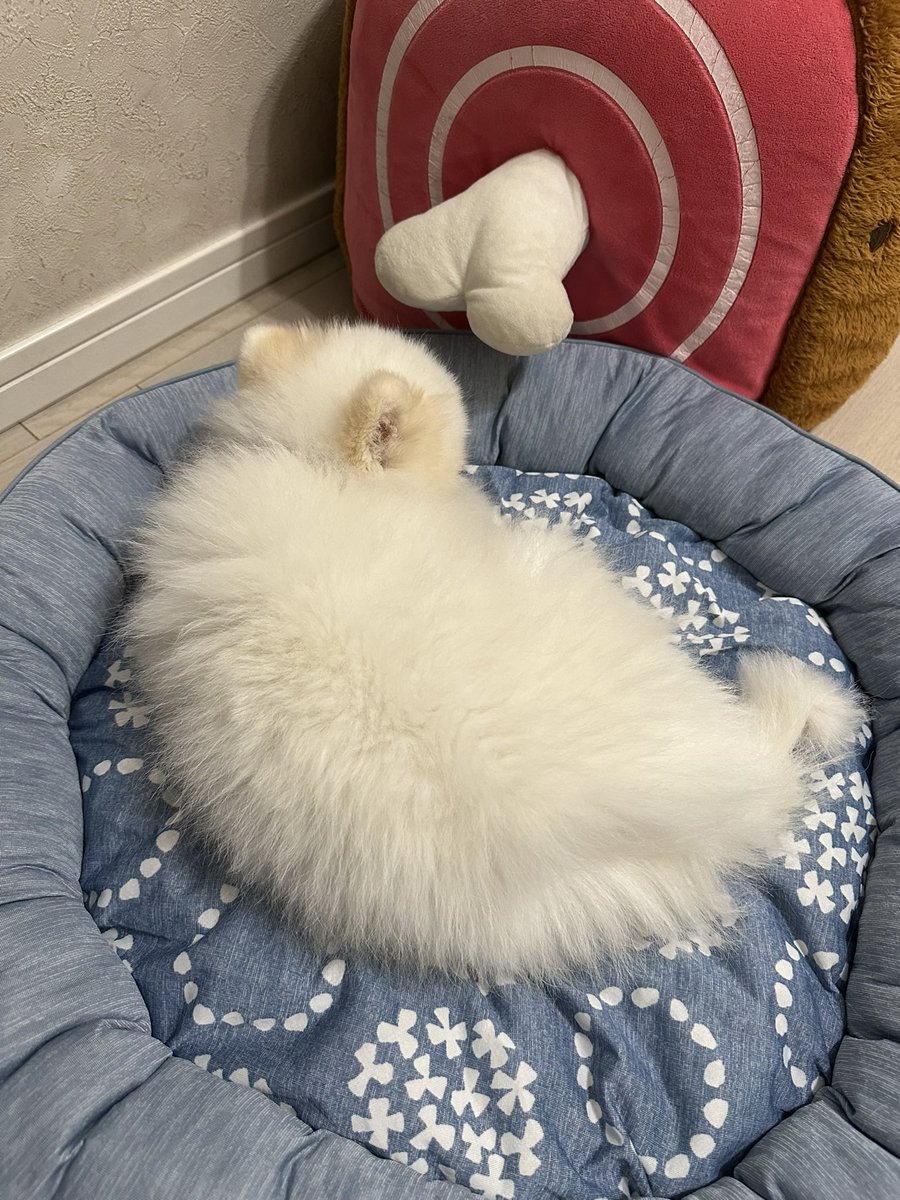 milwoo3's tweet photo. 新しいソファ。丸まりが可愛い
 #pome  #聖域 https://t.co/5m6NGKkZXG