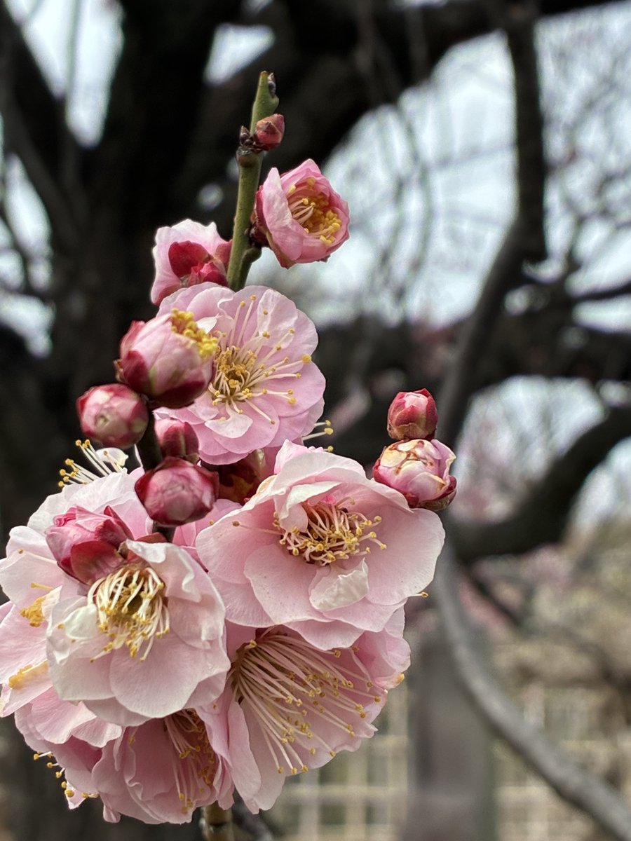 本日の購入銘柄 なし 日本株PF前日比¥540,440⤴︎⤴︎⤴︎ 含み益の