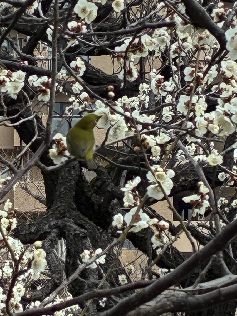 本日の購入銘柄 なし 日本株PF前日比¥540,440⤴︎⤴︎⤴︎ 含み益の