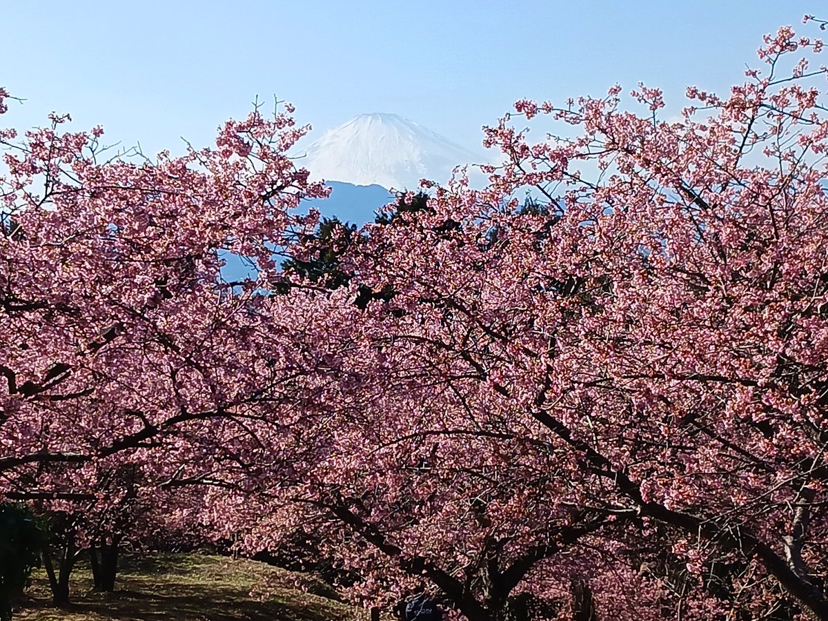 MnrouD's tweet photo. 神奈川県大井町「ゆめの里」　朝から窓から富士山が見えたので急いで行って来ました。
朝ならくっきり見えていました
あまり知られていないので、人が少ないです。
松田と違ってお店の閉店時間
が早いのが難点。 https://t.co/1hJaumDnH3