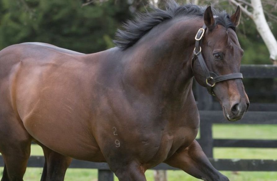 Vale, Bel Esprit 
 
Sad news from Widden Stud in Victoria with the passing of much-loved veteran 26 year-old sire Bel Esprit, who has succumbed to the effects of old age after a long and fruitful stud career following his brilliant exploits on the racetrack.
 
The dominant