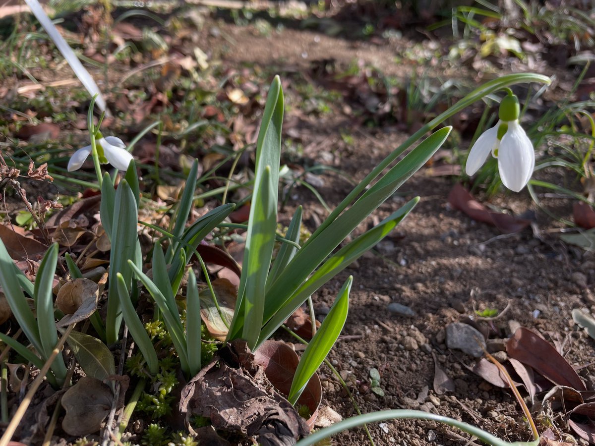 スノードロップ

年あけから仕事場終いのための荷造りと整理
気がついたら春が来ていました。
投稿せず、申し訳ありませんでした。

これからは笛吹市の自宅が作業場兼用ですが
荷物が適正量になるように、まだまだ断捨離は継続。