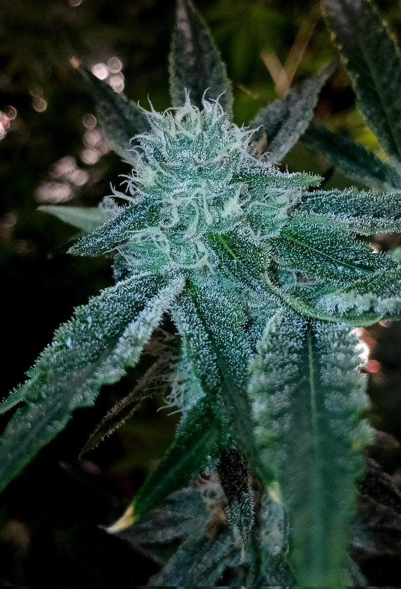 BernBezzy's tweet photo. POWERZZUP week 5 of flower https://t.co/WlujZsV8ZM