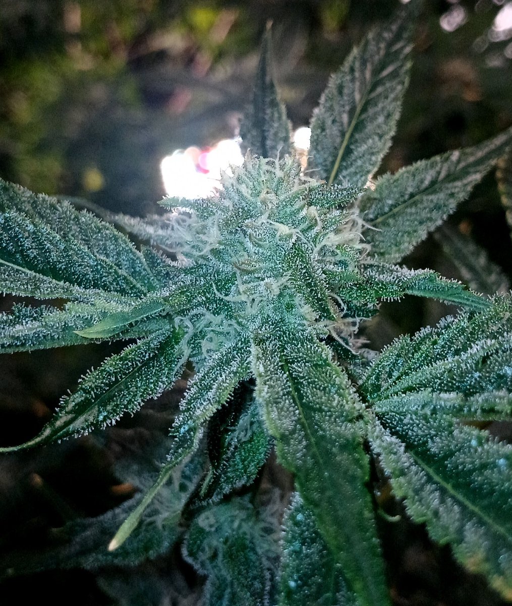 BernBezzy's tweet photo. POWERZZUP week 5 of flower https://t.co/WlujZsV8ZM