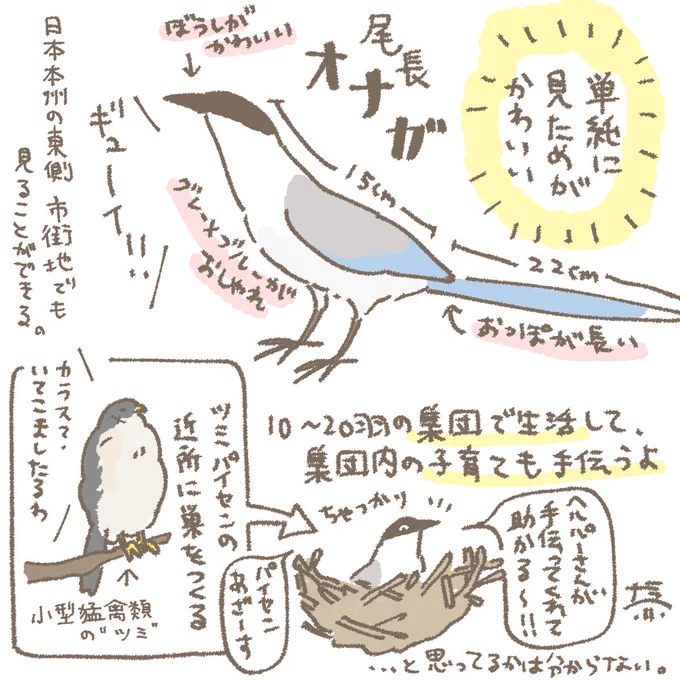 おはようございます☀️
2月20日(金)の朝です。

オナガさんを紹介(私調べ) 