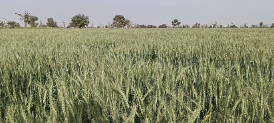 fmanng_'s tweet photo. Our fields are thriving 🌾
From green, expect a brown field soon. Harvest is near.

#FMAN
#LocalWheatDevelopment
#FoodSecurity
#SupportLocal
#AgricultureNigeria https://t.co/bc3EVGPmrn