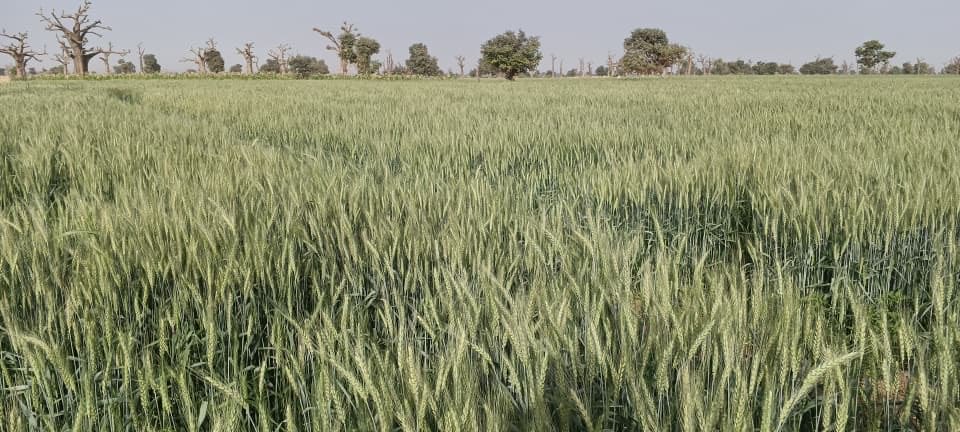 fmanng_'s tweet photo. Our fields are thriving 🌾
From green, expect a brown field soon. Harvest is near.

#FMAN
#LocalWheatDevelopment
#FoodSecurity
#SupportLocal
#AgricultureNigeria https://t.co/bc3EVGPmrn