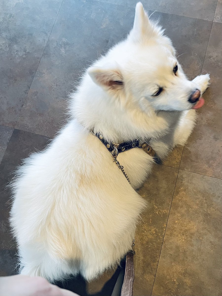 今日はソロドッグカフェ🐶 犬用のお芋も頂いてぺろっと完食