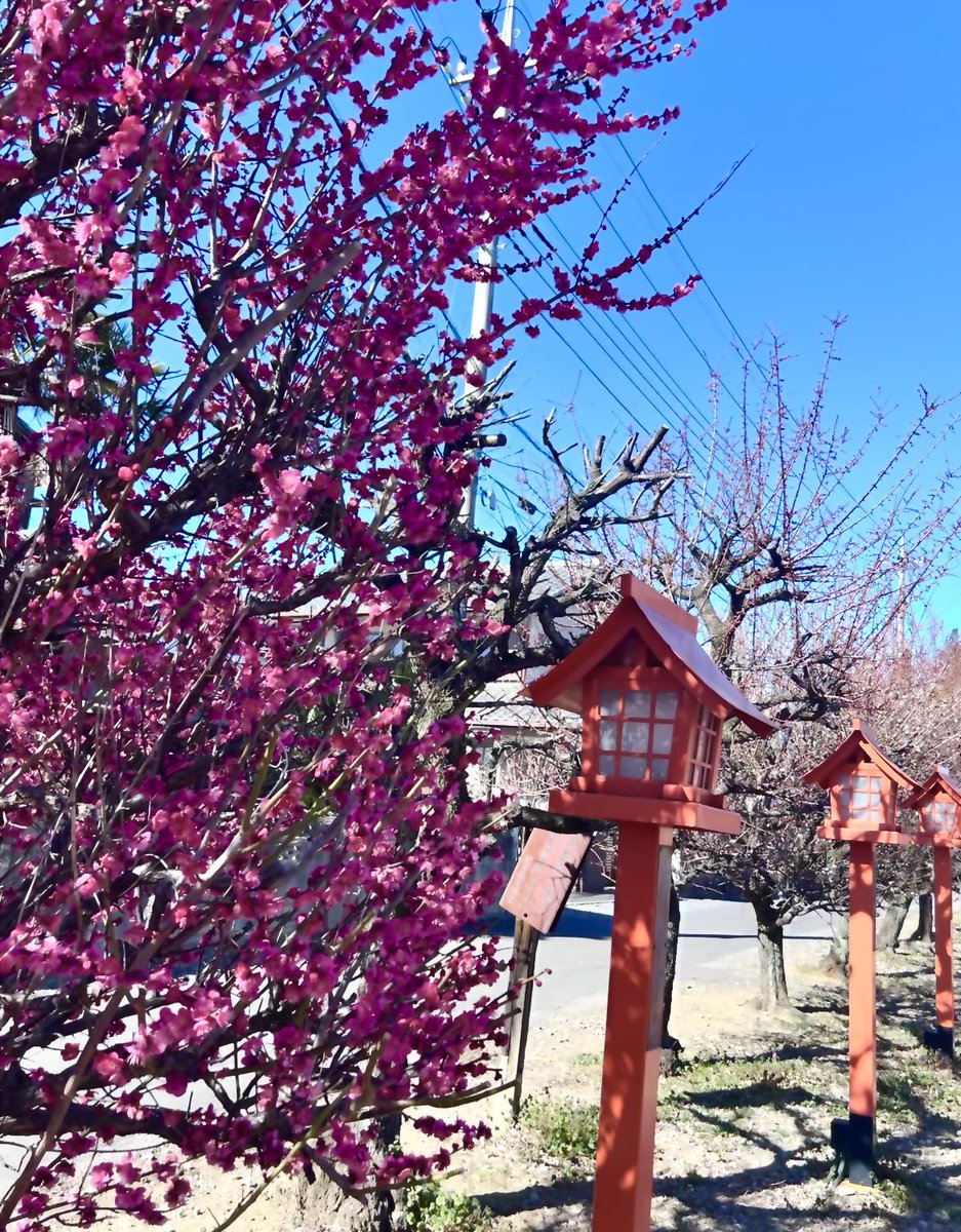梅林公園・朝日森天満宮】 梅の開花が少しずつ進んでいます🌸 早咲きの