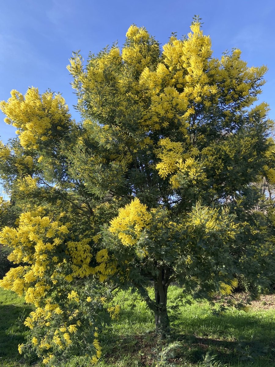 Good Morning Friends