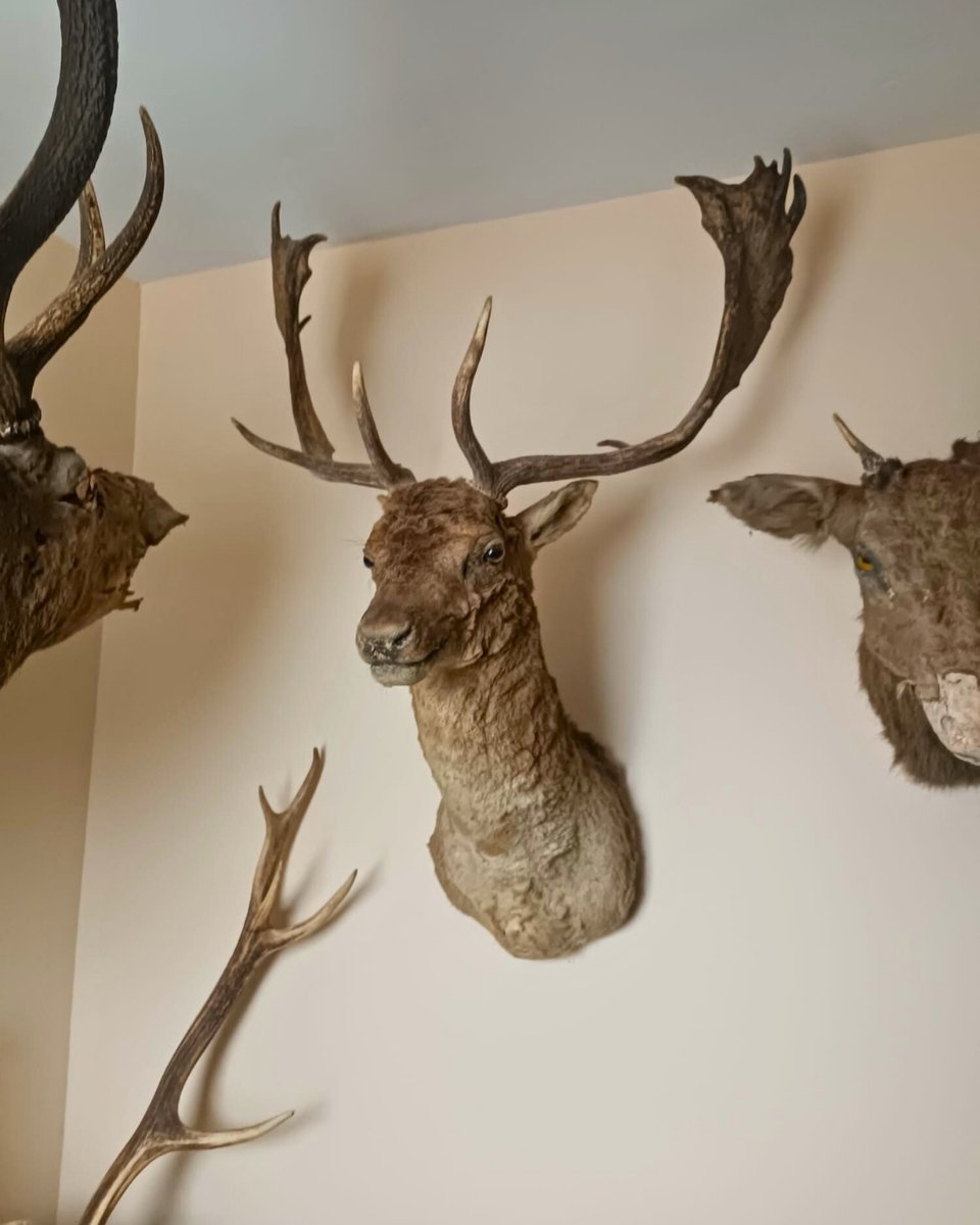 Milli Parklar tweet media