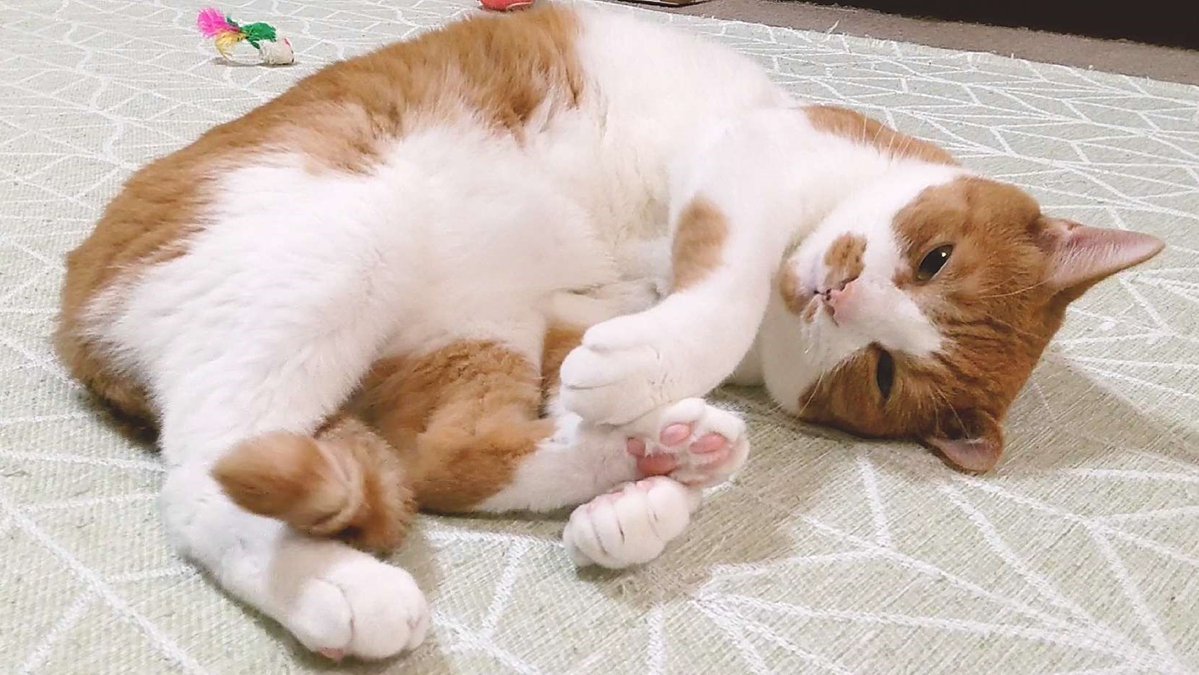 茶シロ種の地域猫様ちゃちゃくんと同じにゃ～😻