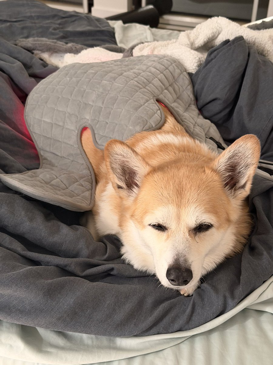 コーギー短足部(部長) (@corgi_andypapa) / Posts / X