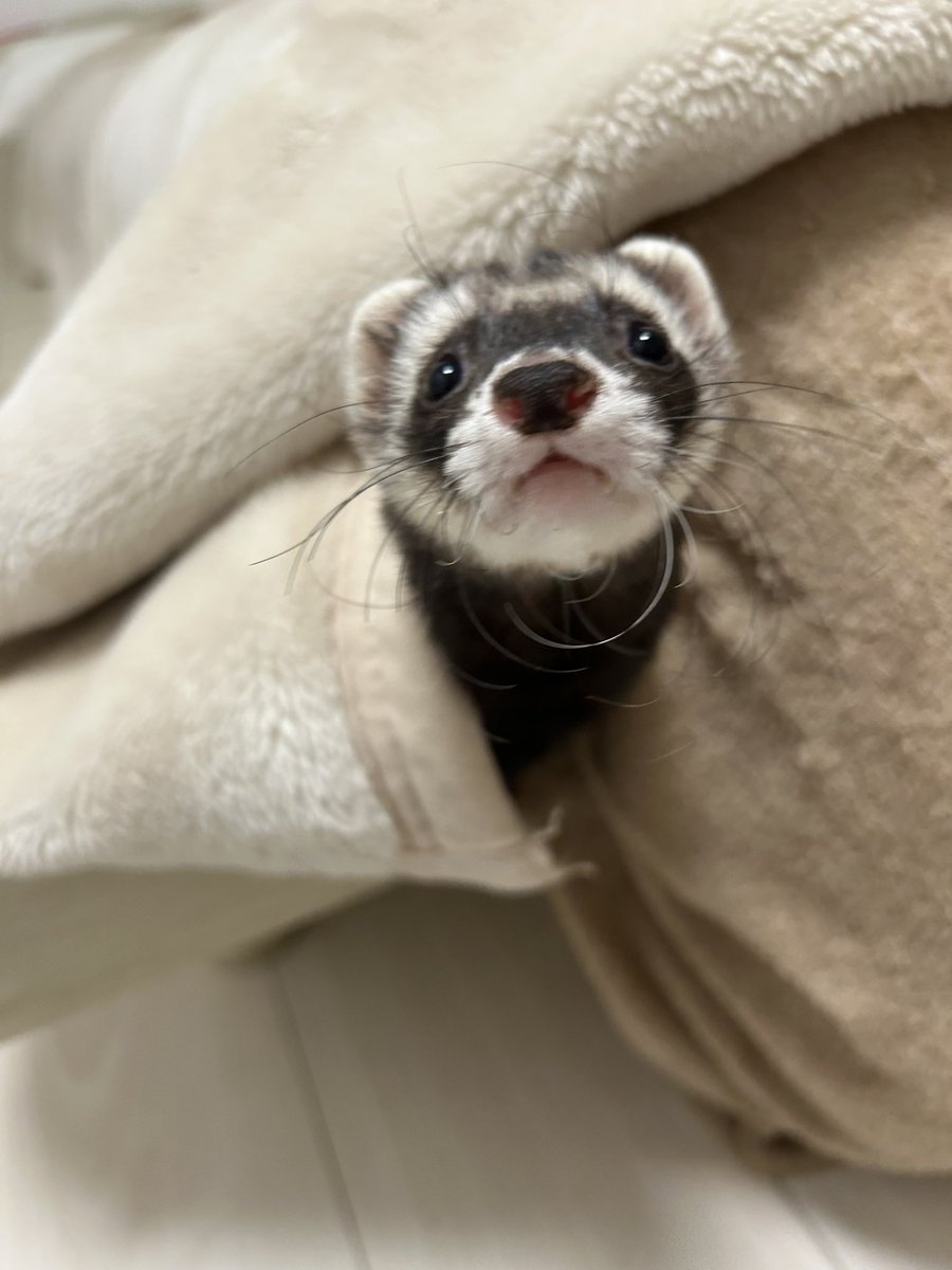 ja_smine25's tweet photo. ペットのフェレットを探しています
福岡県福岡市中央区大手門です
見かけた方は連絡お願いします
#捜索　#ペット #フェレット　#行方不明 
#さくら https://t.co/amrWfFB7ST