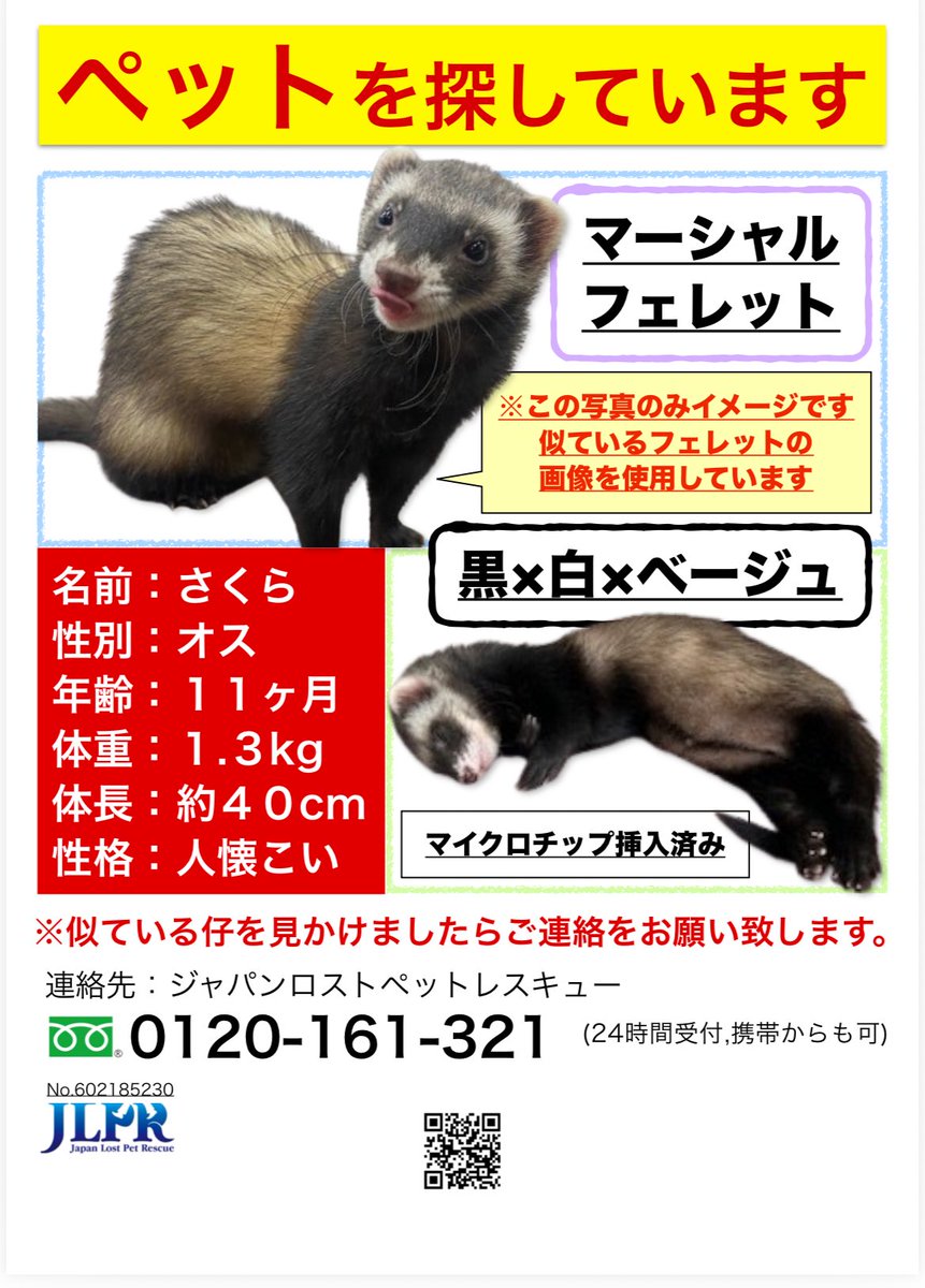 ja_smine25's tweet photo. ペットのフェレットを探しています
福岡県福岡市中央区大手門です
見かけた方は連絡お願いします
#捜索　#ペット #フェレット　#行方不明 
#さくら https://t.co/amrWfFB7ST