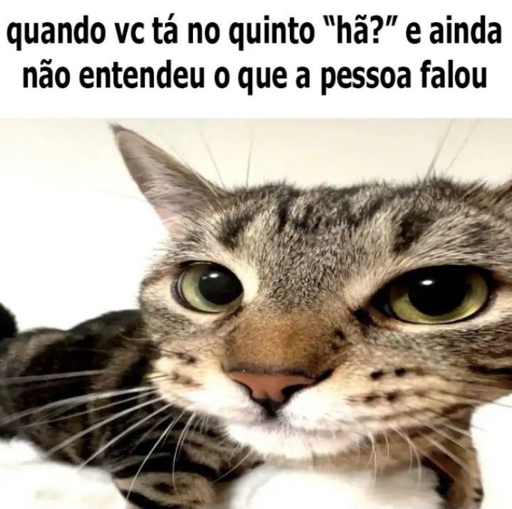 gatinarios's tweet image. 