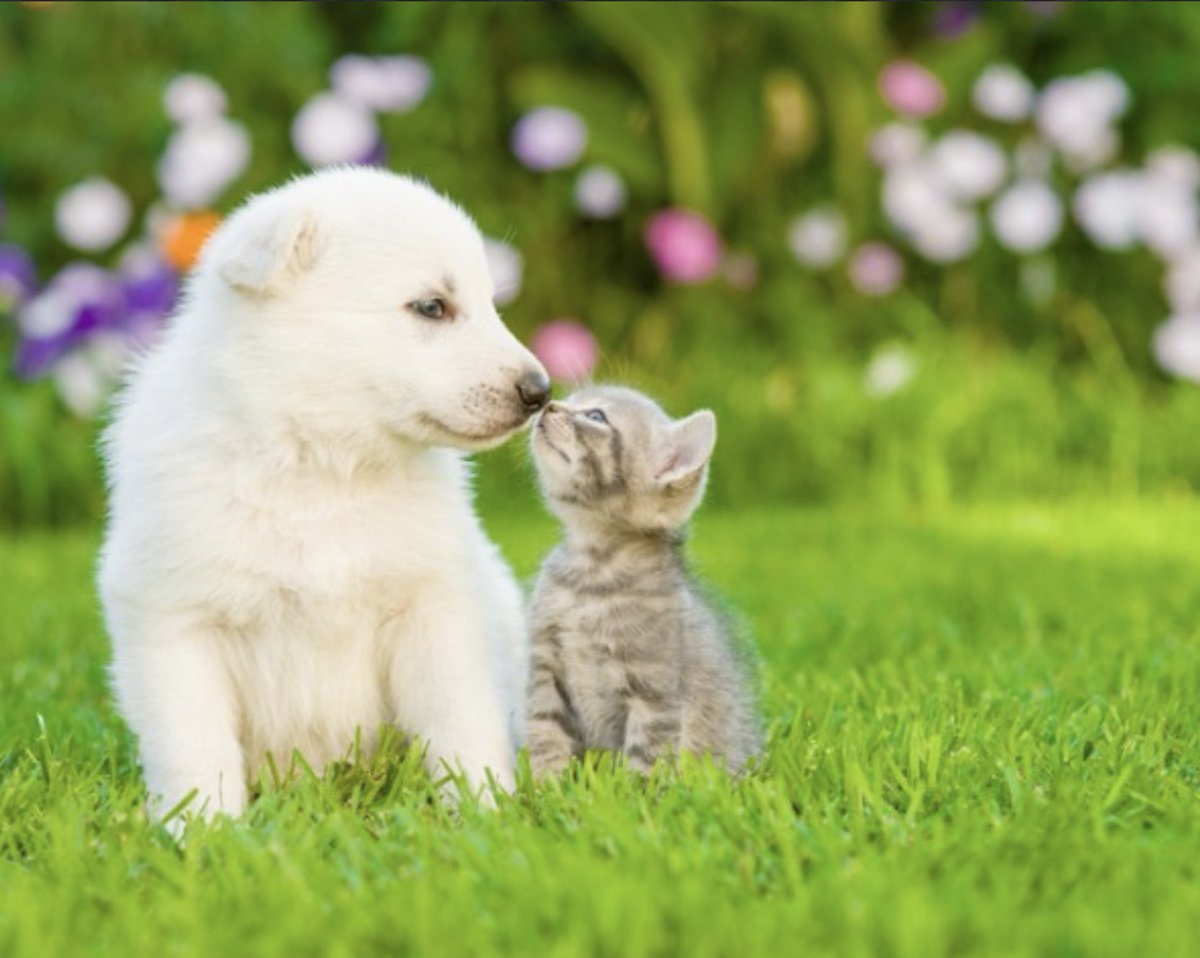 猫や犬、鳥や動物たちの写真や動画をよく見ている。

社会のニュースや空気に触れていると、知らず知らずのうちに心って緊張したり、消耗したり。そんなとき、動物の姿を見ると、言葉も主張もなく「ただ生きている」存在に心が静かに整っていく。
