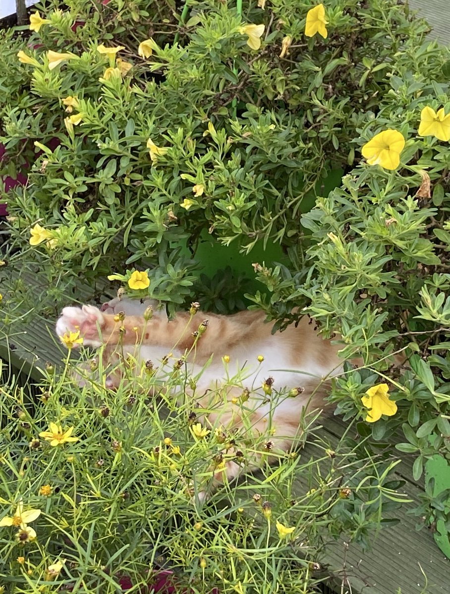 jyu1419's tweet image. 트친들 내가 찍은 냥이사진중에 
젤 좋아하는 사진 보여줄게 🌼😻