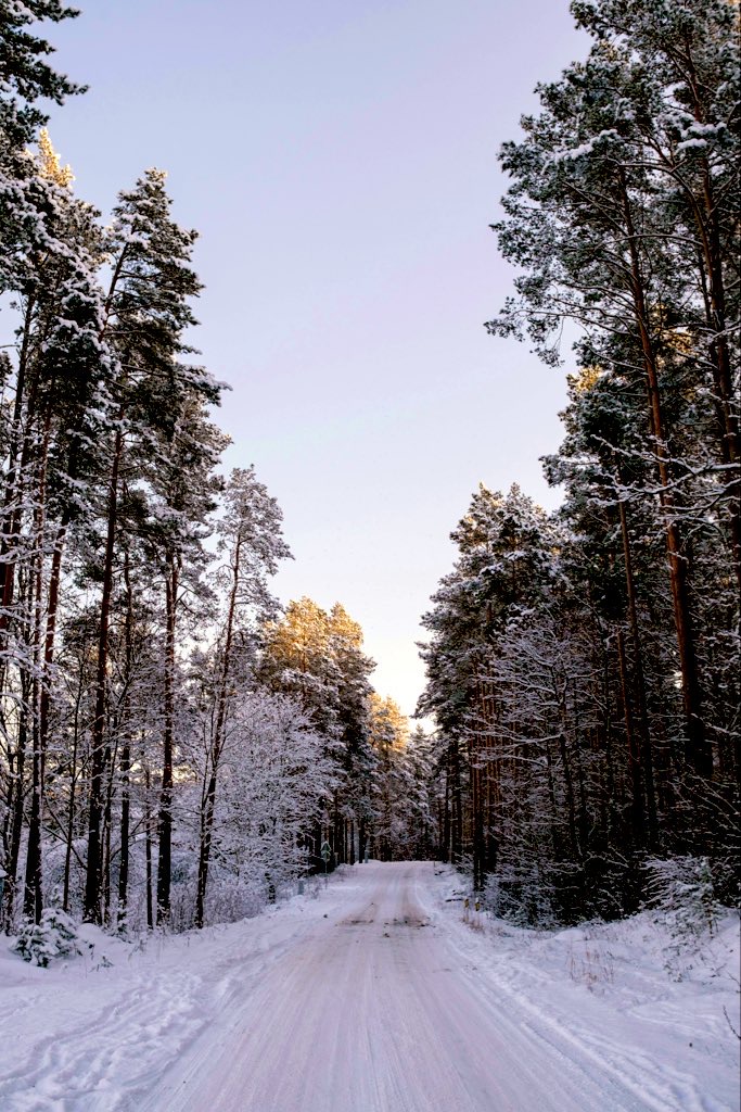 purenature_1's tweet image. Silent winter morning ❄️✨ #WinterWonderland