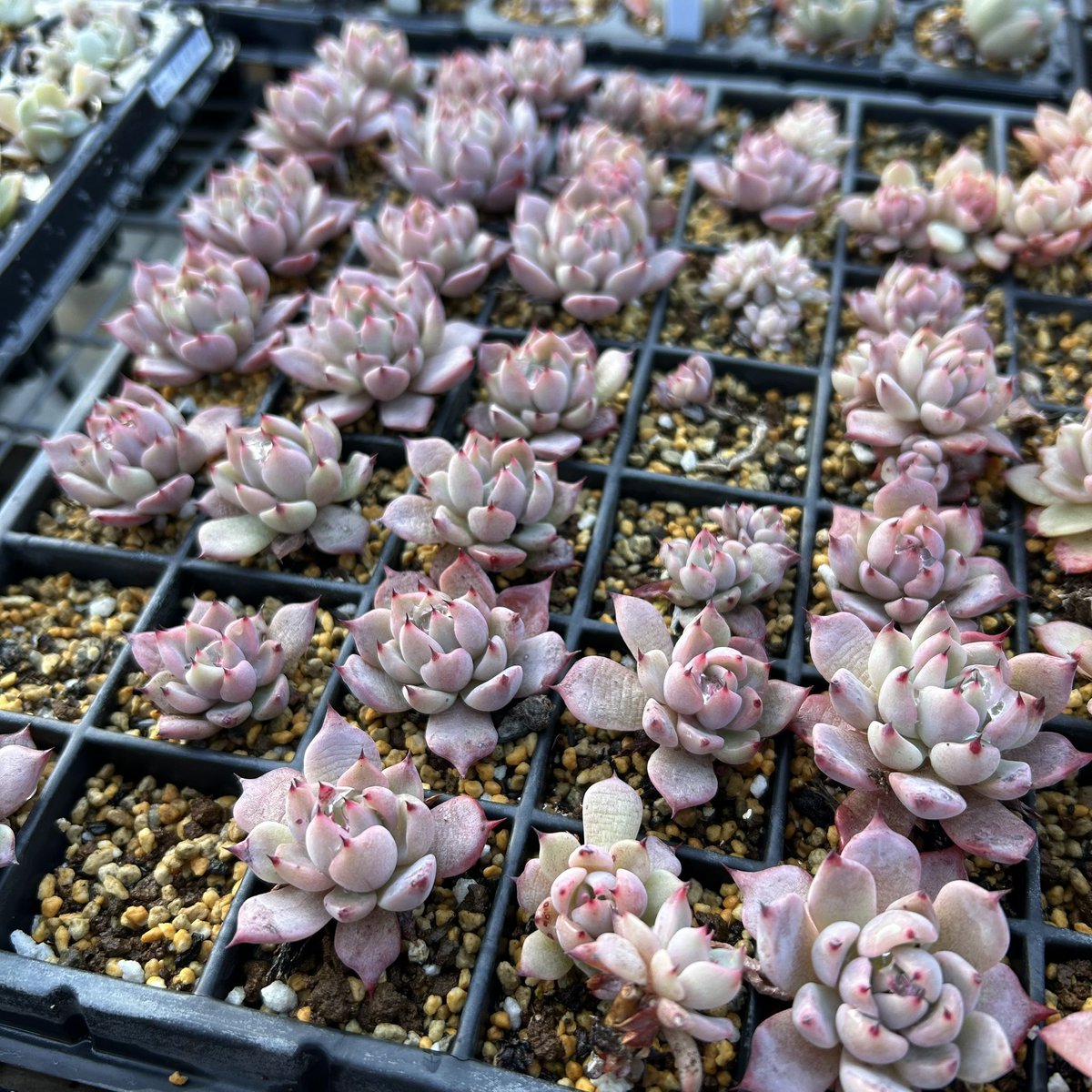 たにくけこ　taniku_keko tweet media