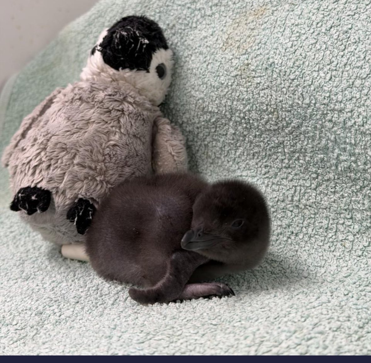 Everyone loves feed good stories about little animals and they’d soft plushy toys 
<a href="/people/">People</a>